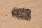 Gewone grasuil / Flounced Rustic (Luperina testacea)