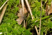 Gewone heispanner / Common Heath (Ematurga atomaria)