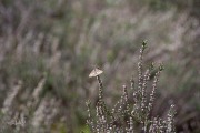 Gewone heispanner / Common Heath (Ematurga atomaria)