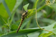 Gewone oeverlibel / Black-tailed Skimmer (Orthetrum cancellatum)