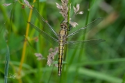 Gewone oeverlibel / Black-tailed Skimmer (Orthetrum cancellatum)