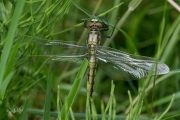 Gewone oeverlibel / Black-tailed Skimmer (Orthetrum cancellatum)