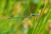 Gewone pantserjuffer / Common Emerald Damselfly (Lestes sponsa)