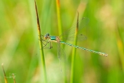 Gewone pantserjuffer / Common Emerald Damselfly (Lestes sponsa)