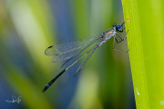 Gewone pantserjuffer / Common Emerald Damselfly (Lestes sponsa)