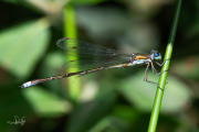 Gewone pantserjuffer / Common Emerald Damselfly (Lestes sponsa)