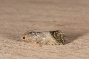 Gewone spiegelmot / Chestnut Tortrix (Cydia splendana), micro