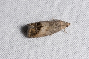 Gewone spiegelmot / Chestnut Tortrix (Cydia splendana), micro