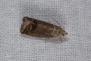 Gewone spiegelmot / Chestnut Tortrix (Cydia splendana), micro