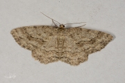 Gewone spikkelspanner / Small Engrailed (Ectropis crepuscularia)