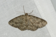 Gewone spikkelspanner / Small Engrailed (Ectropis crepuscularia)