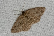 Gewone spikkelspanner / Small Engrailed (Ectropis crepuscularia)