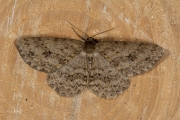 Gewone spikkelspanner / Small Engrailed (Ectropis crepuscularia)