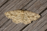 Gewone spikkelspanner / Small Engrailed (Ectropis crepuscularia)
