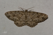 Gewone spikkelspanner / Small Engrailed (Ectropis crepuscularia)