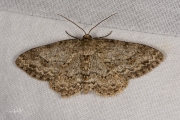 Gewone spikkelspanner / Small Engrailed (Ectropis crepuscularia)