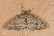Gewone spikkelspanner / Small Engrailed (Ectropis crepuscularia)