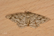 Gewone spikkelspanner / Small Engrailed (Ectropis crepuscularia)