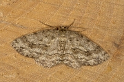 Gewone spikkelspanner / Small Engrailed (Ectropis crepuscularia)