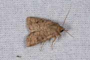 Gewone stofuil / The Uncertain (Hoplodrina octogenaria)