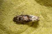 Gewone witvlakbladroller / Marbled Orchard Tortrix (Hedya nubiferana), micro