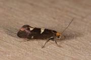 Gewone witvlekmot /  Feathered Diamond-back (Incurvaria masculella), micro