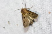 Gewone worteluil / Heart and Dart (Agrotis exclamationis)