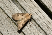 Gewone worteluil / Heart and Dart (Agrotis exclamationis)