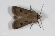 Gewone worteluil / Heart and Dart (Agrotis exclamationis)