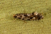 Gewoon kroeskopje / Cork Moth (Nemapogon cloacella), micro