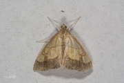 Gezoomde valkmot (Evergetis limbata), micro