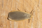 Glad beertje / Dingy Footman (Eilema griseola)