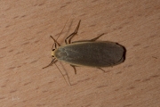 Glad beertje / Dingy Footman (Eilema griseola)