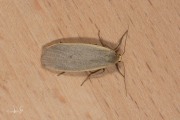 Glad beertje / Dingy Footman (Eilema griseola)