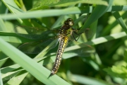 Glassnijder /  Hairy Hawker (Brachytron pratense)