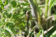 Glassnijder /  Hairy Hawker (Brachytron pratense)