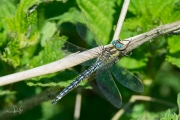 Glassnijder /  Hairy Hawker (Brachytron pratense)