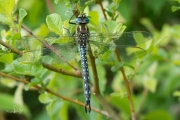 Glassnijder /  Hairy Hawker (Brachytron pratense)