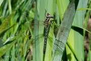 Glassnijder /  Hairy Hawker (Brachytron pratense)