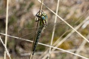 Glassnijder /  Hairy Hawker (Brachytron pratense)