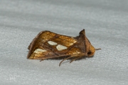 Goudvenstertje / Gold Spot (Plusia festucae)