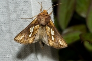 Goudvenstertje / Gold Spot (Plusia festucae)