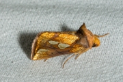 Goudvenstertje / Gold Spot (Plusia festucae)