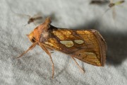 Goudvenstertje / Gold Spot (Plusia festucae)