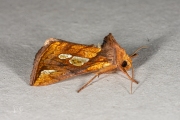 Goudvenstertje / Gold Spot (Plusia festucae)