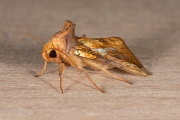 Goudvenstertje / Gold Spot (Plusia festucae)