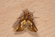 Goudvenstertje / Gold Spot (Plusia festucae)