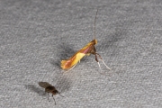 Goudvleksteltmot / Yellow-triangle Slender (Caloptilia alchimiella), micro