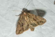 Graswortelvlinder / Dark Arches (Apamea monoglypha)