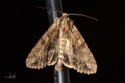 Graswortelvlinder / Dark Arches (Apamea monoglypha)